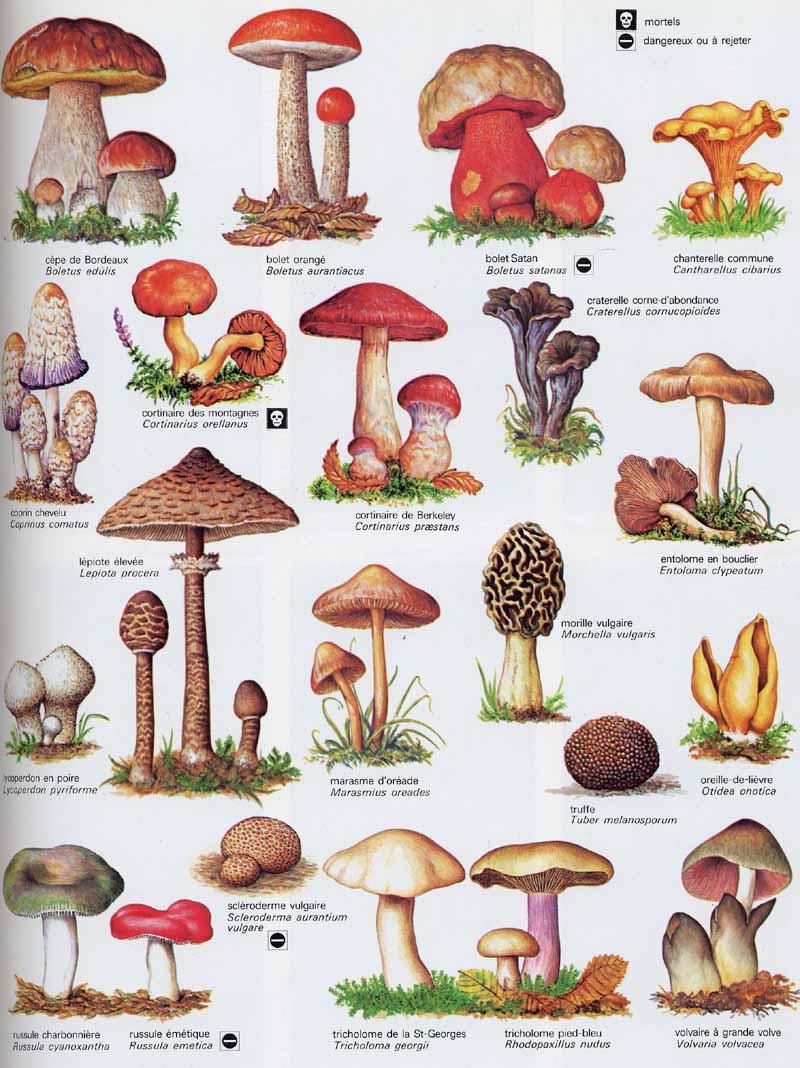 planche de champignons selon si comestible ou non